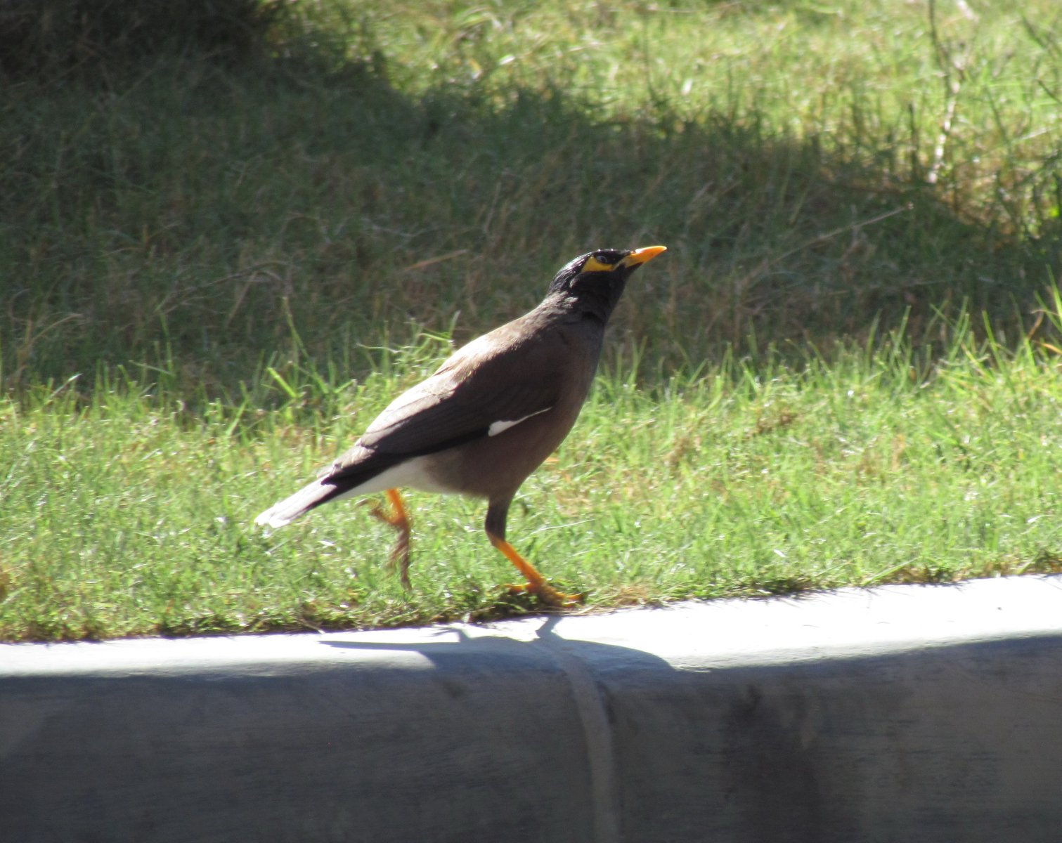 Toliara - Common mynah