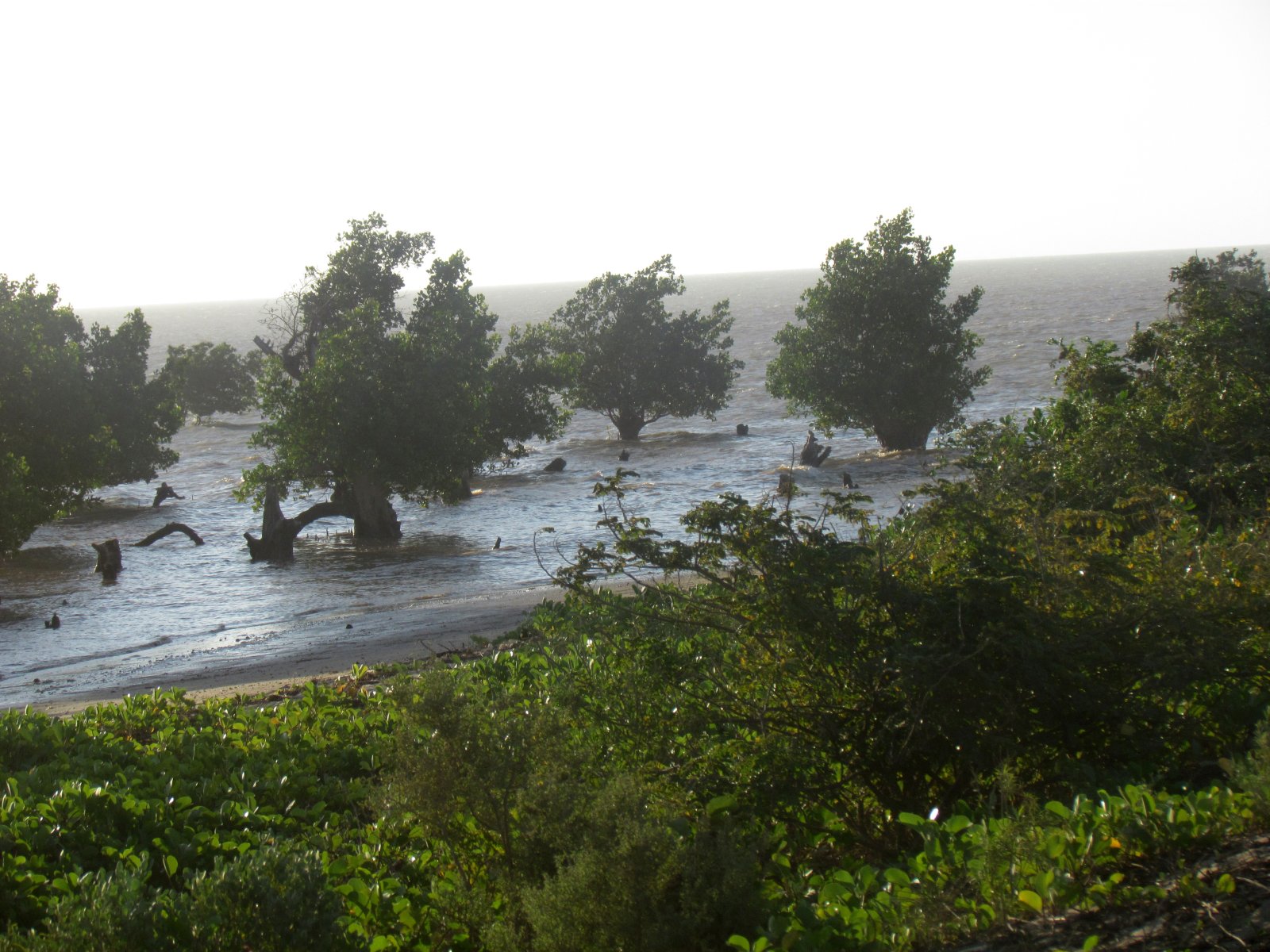 Road to Ifaty - Mangroves