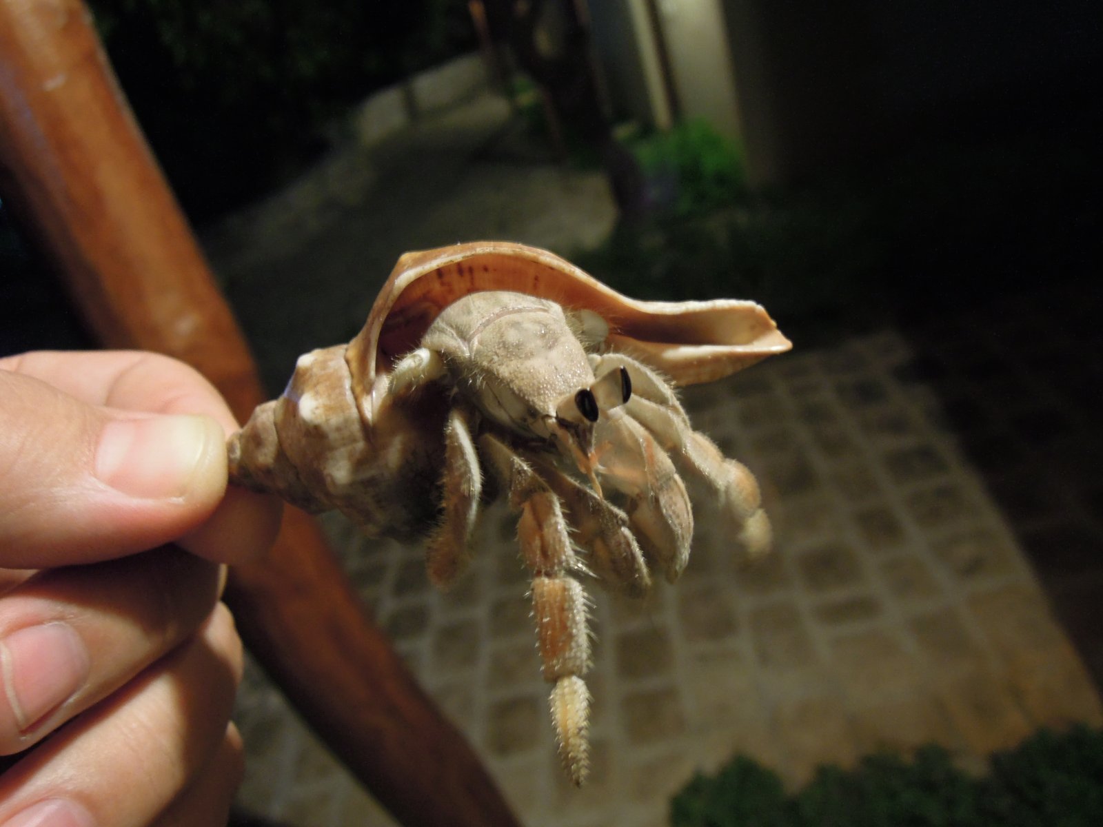 Mangily - Hermit crab