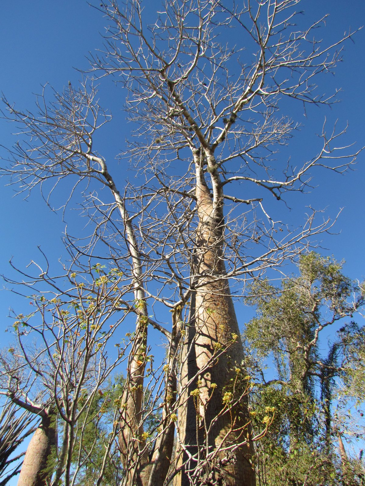 Ifaty - Reniala park - Baobab