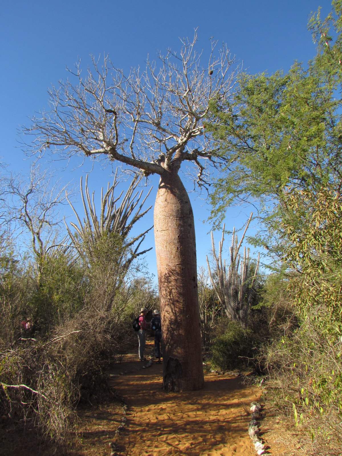 Ifaty - Reniala park - Baobab