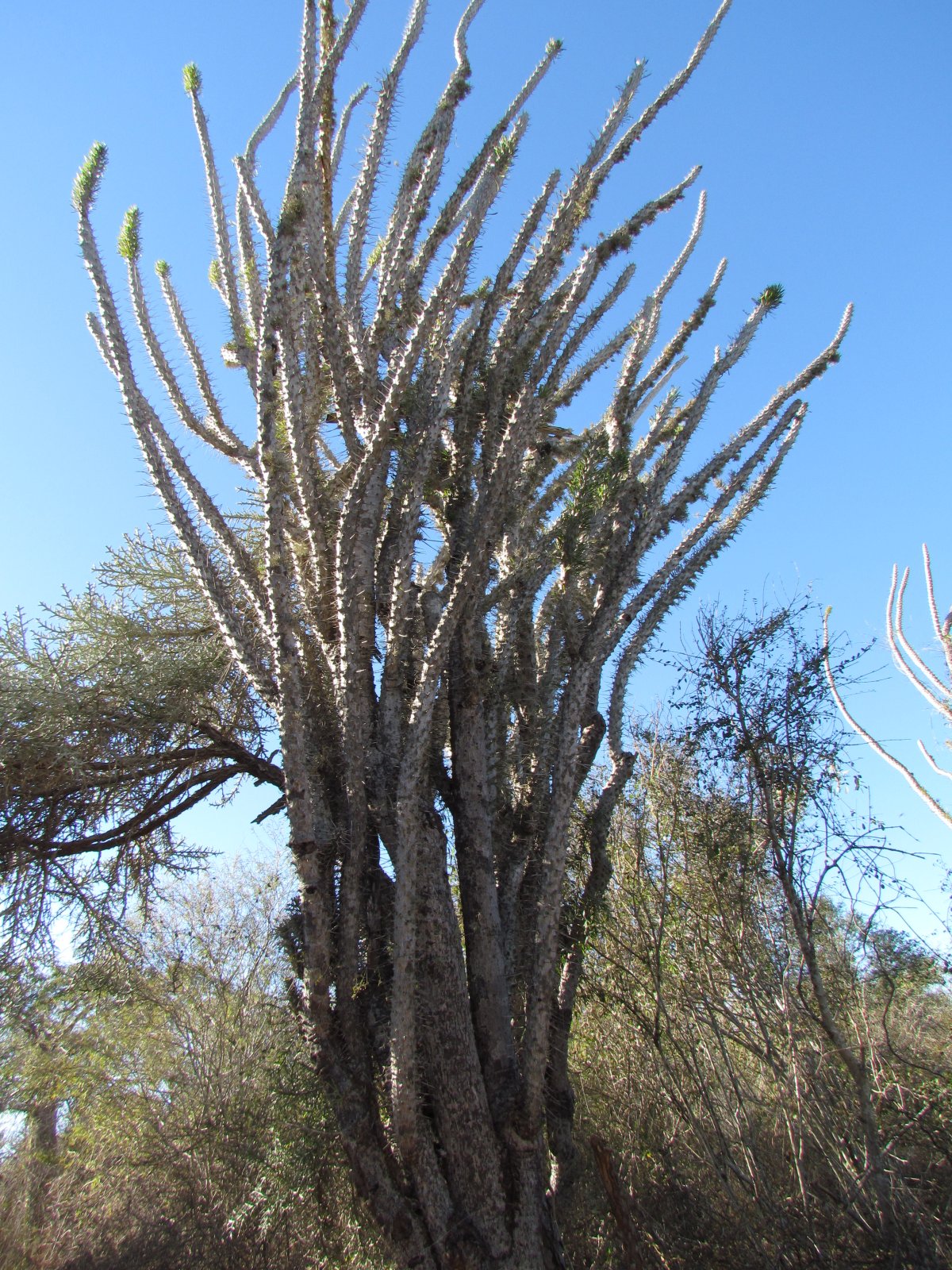 Ifaty - Reniala park - Spiny tree
