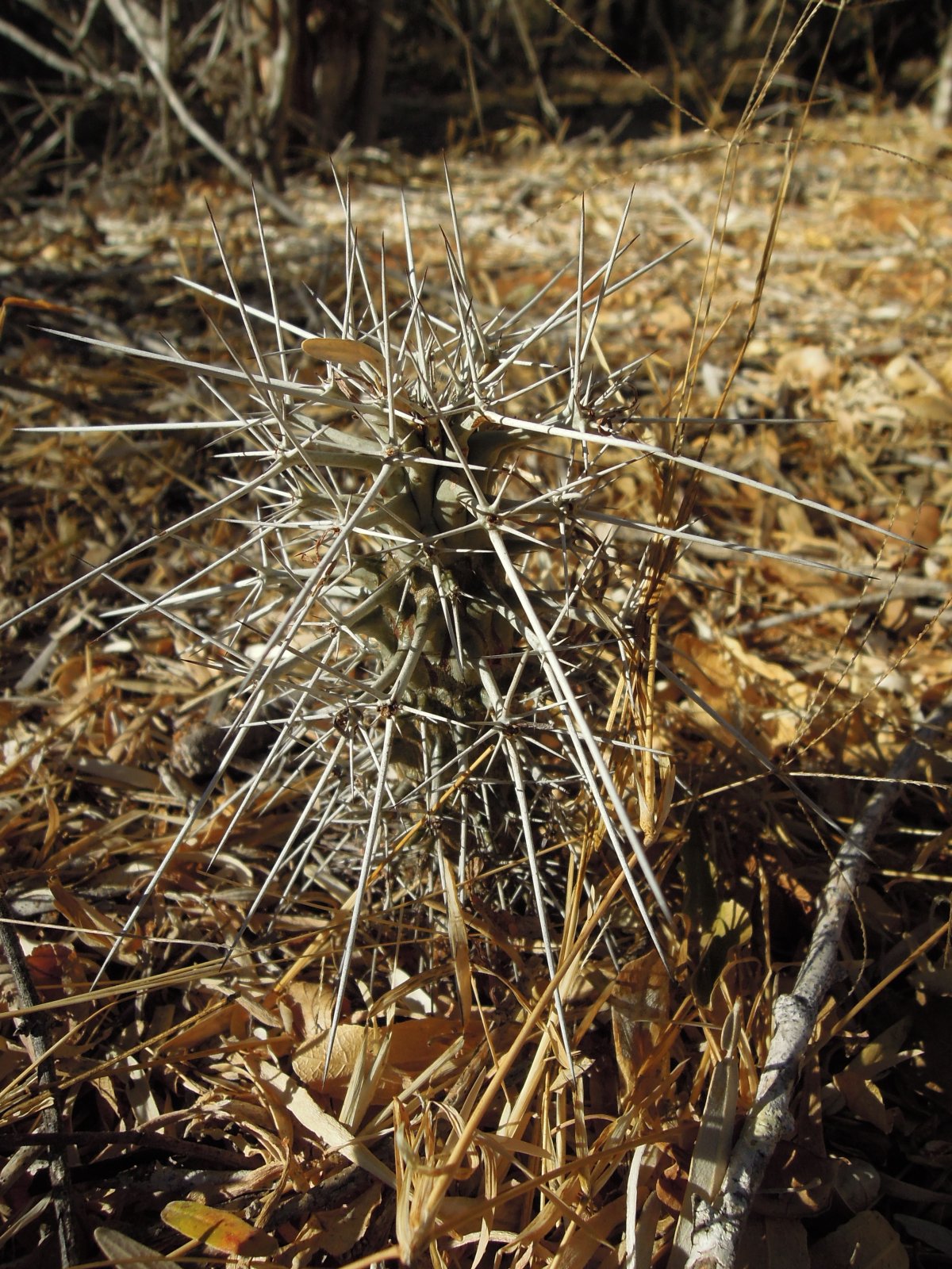 Ifaty - Reniala park - Spiny tree