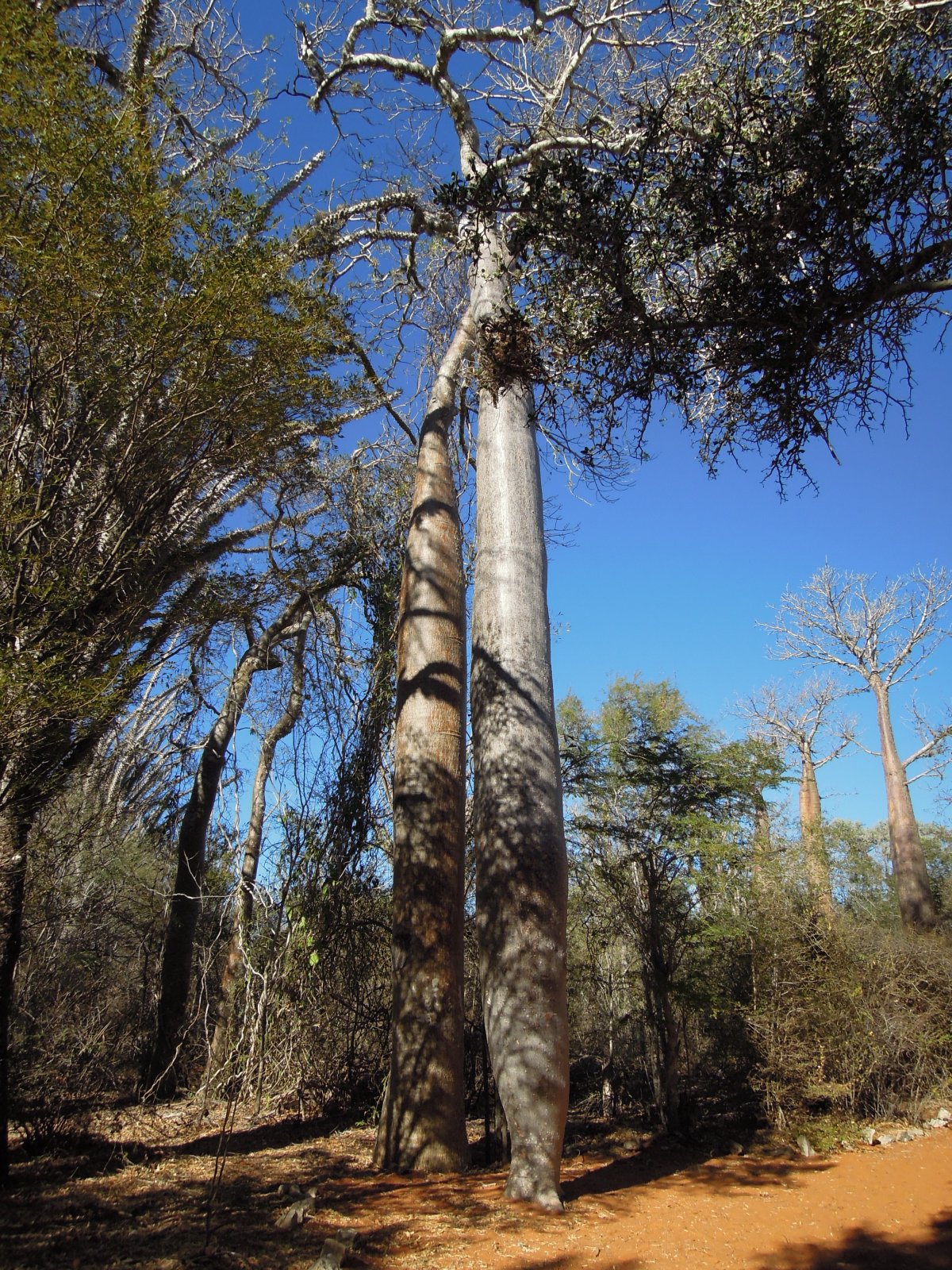 Ifaty - Reniala park - Phony baobabs