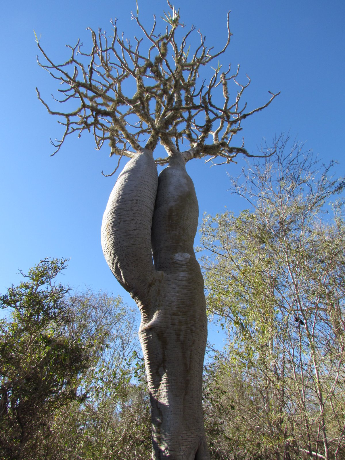 Ifaty - Reniala park - Baobab