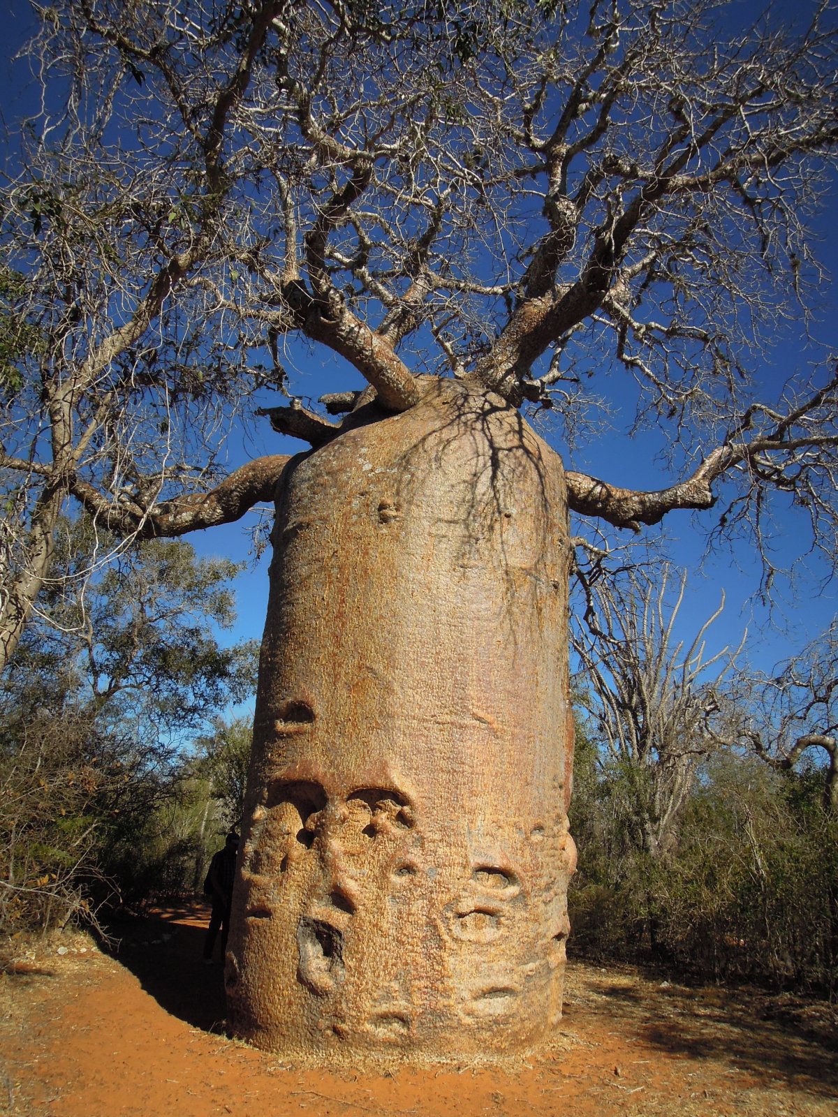 Ifaty - Reniala park - Baobab