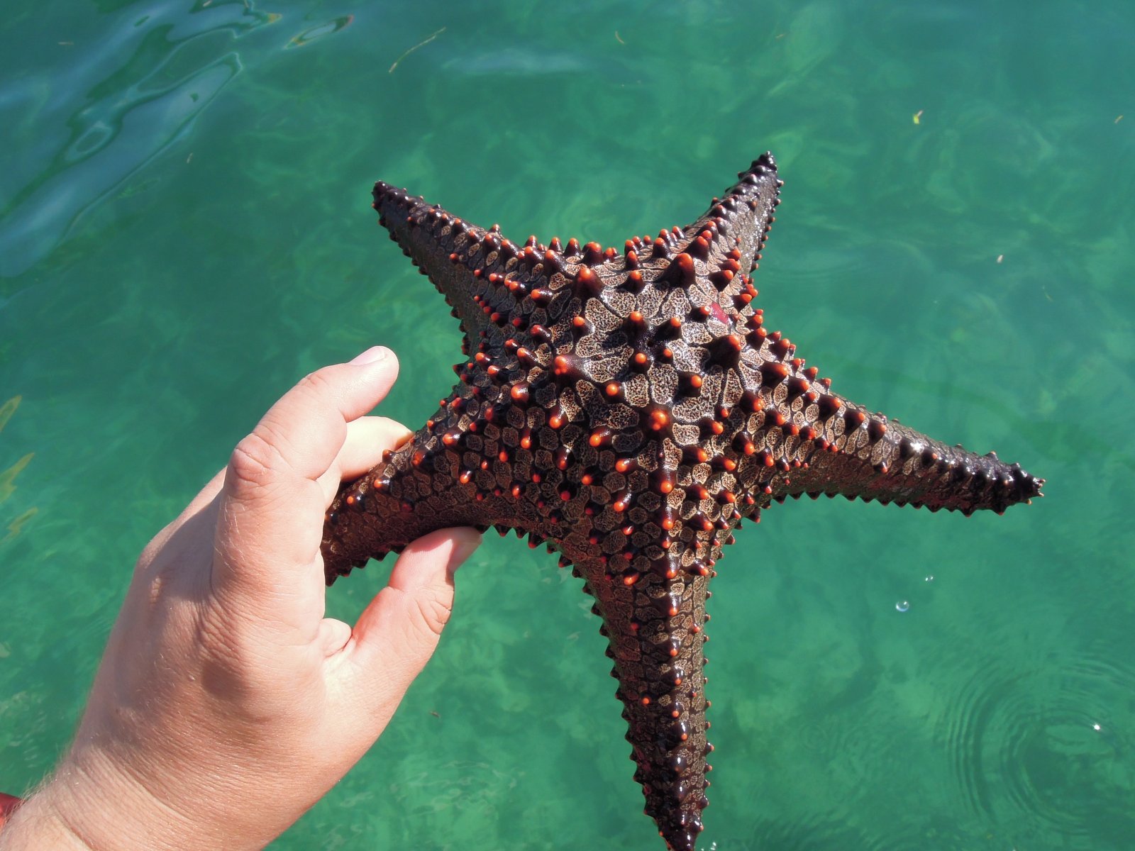 Mangily - Starfish