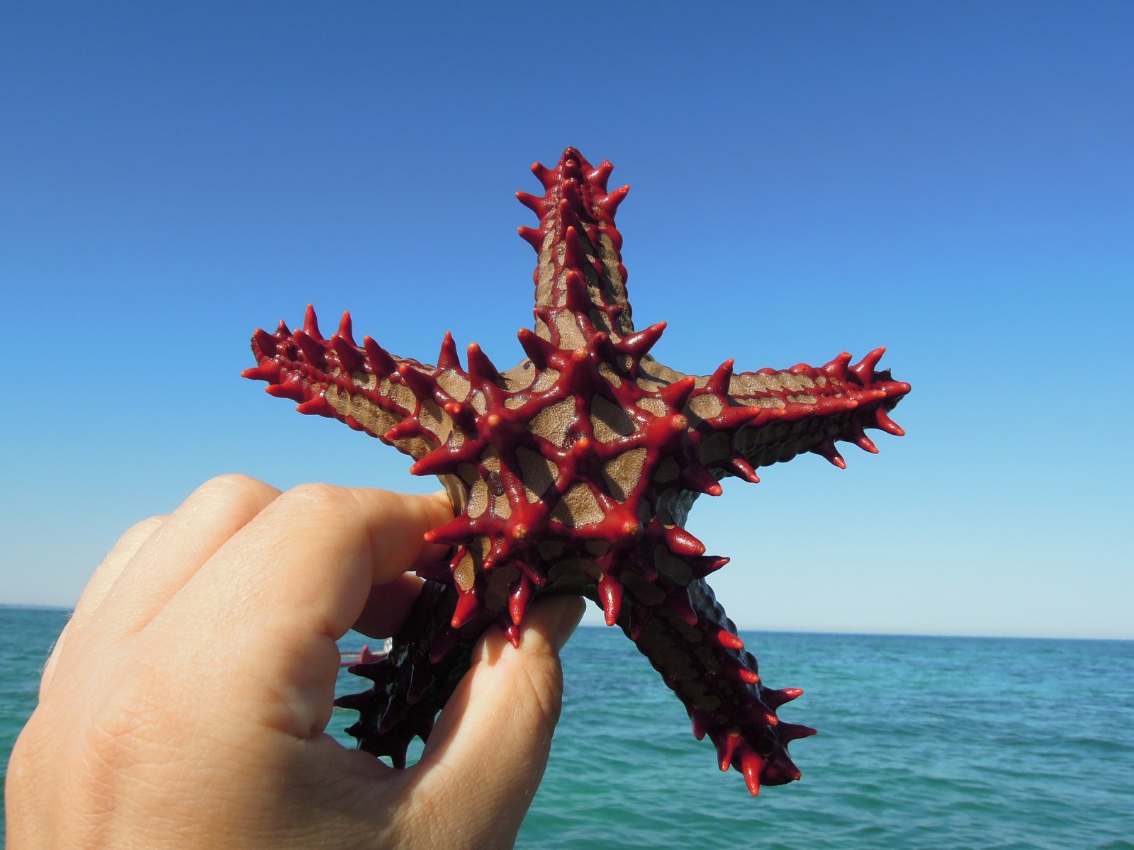 Mangily - Red-knobbed starfish