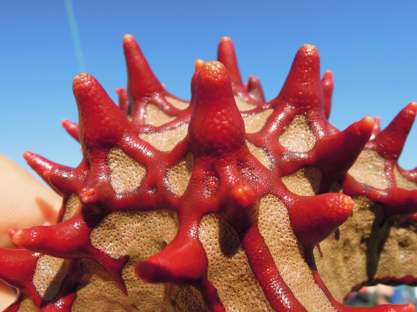 Mangily - Red-knobbed starfish