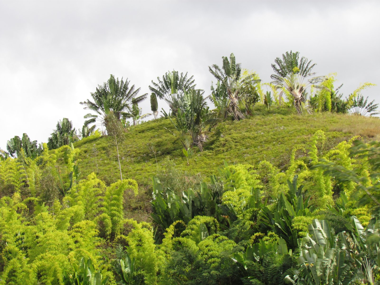 Near Mizahamioraka - Traveller trees