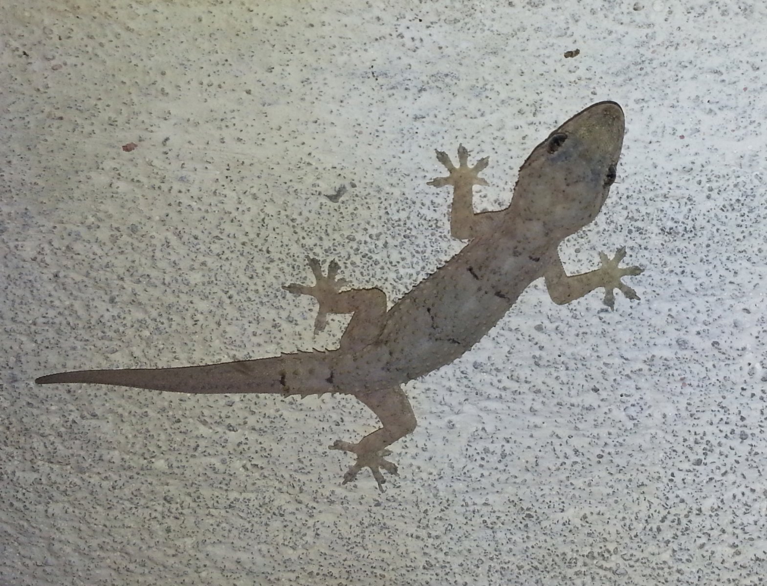 Pangalanes lakes - Gecko