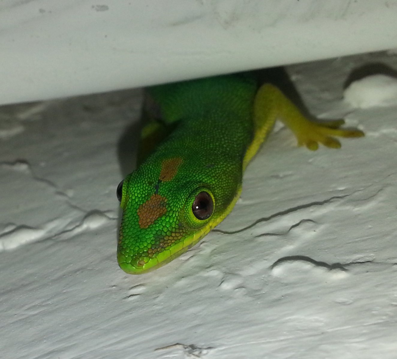 Pangalanes lakes - Madagascar day gecko