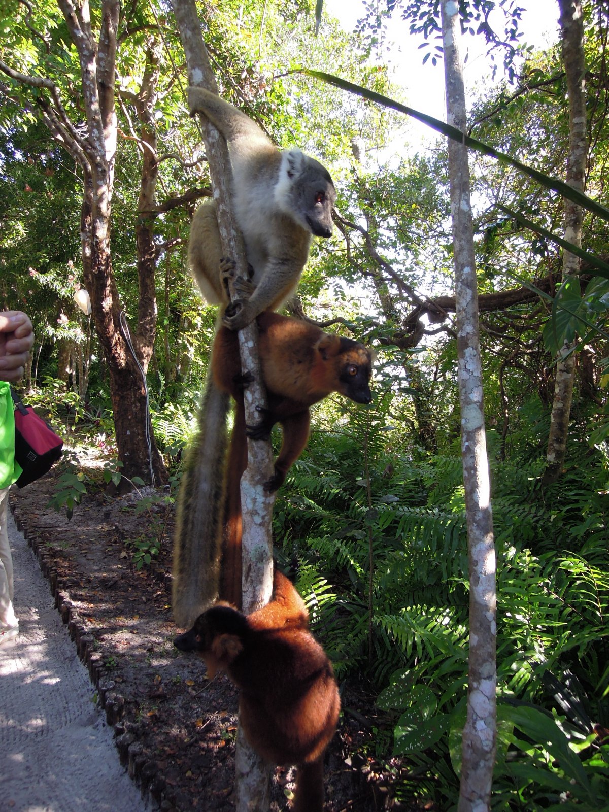 Palmarium reserve