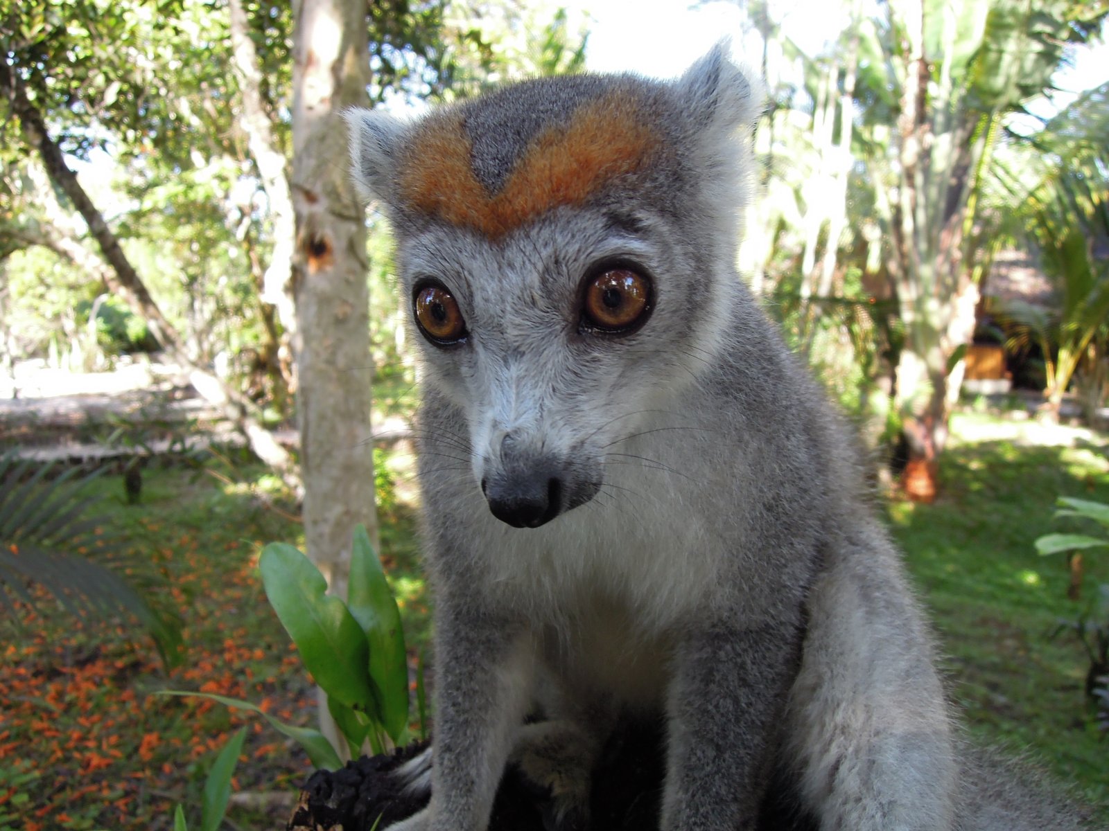 Palmarium reserve - Crowned lemur