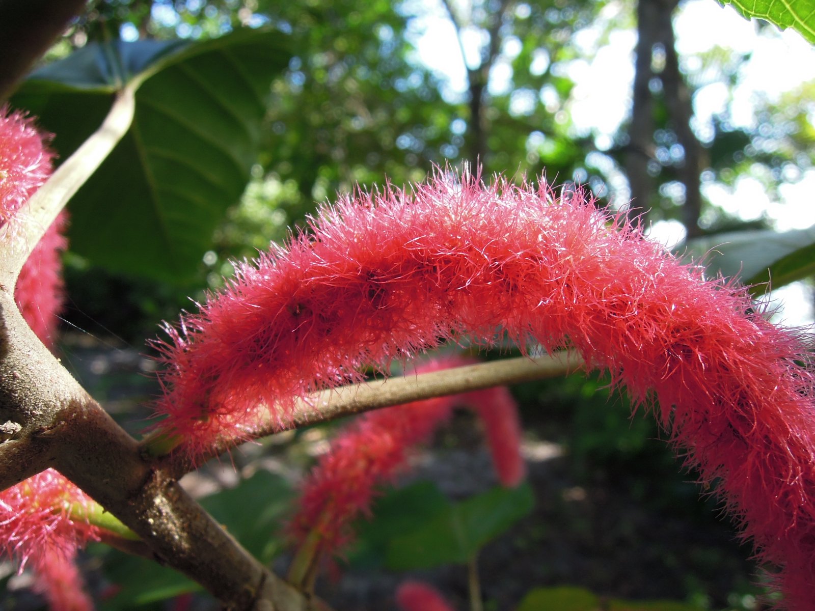 Palmarium reserve