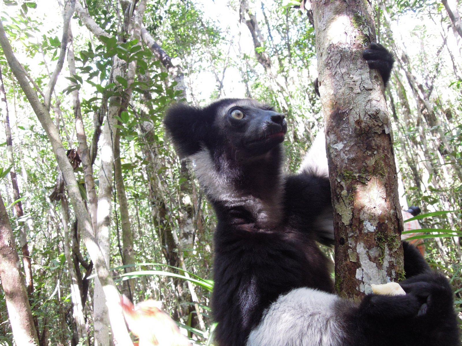 Palmarium reserve - Indri