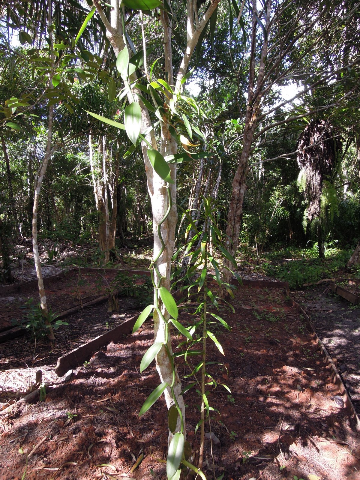 Palmarium reserve - Vanilla