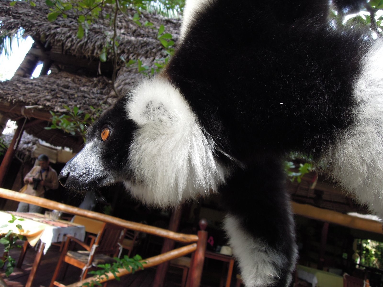 Palmarium reserve - Black and white ruffed lemur