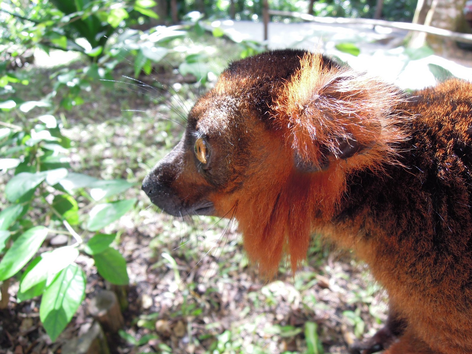 Palmarium reserve - Red ruffed lemur
