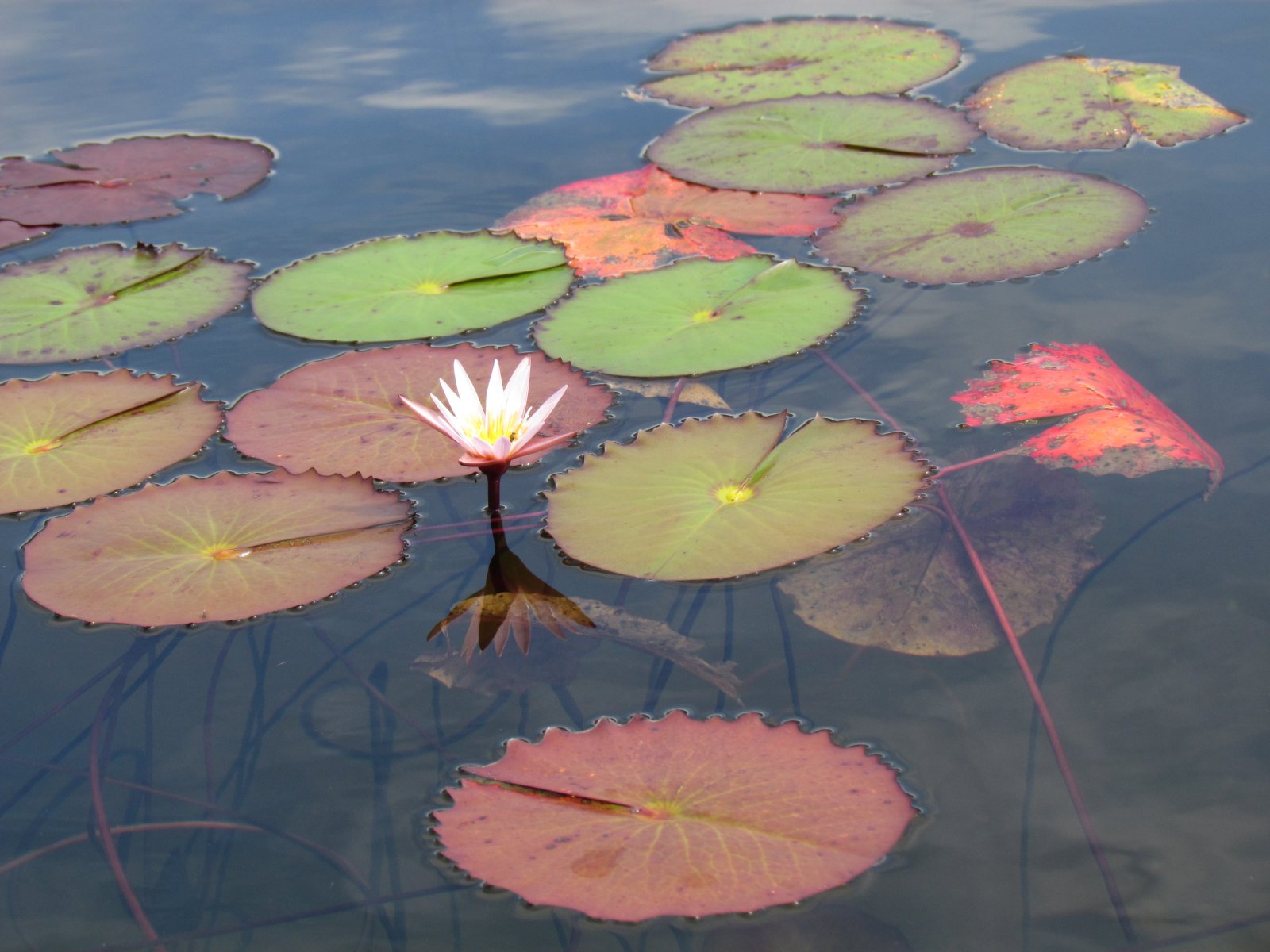 Pangalanes lakes - Water lily