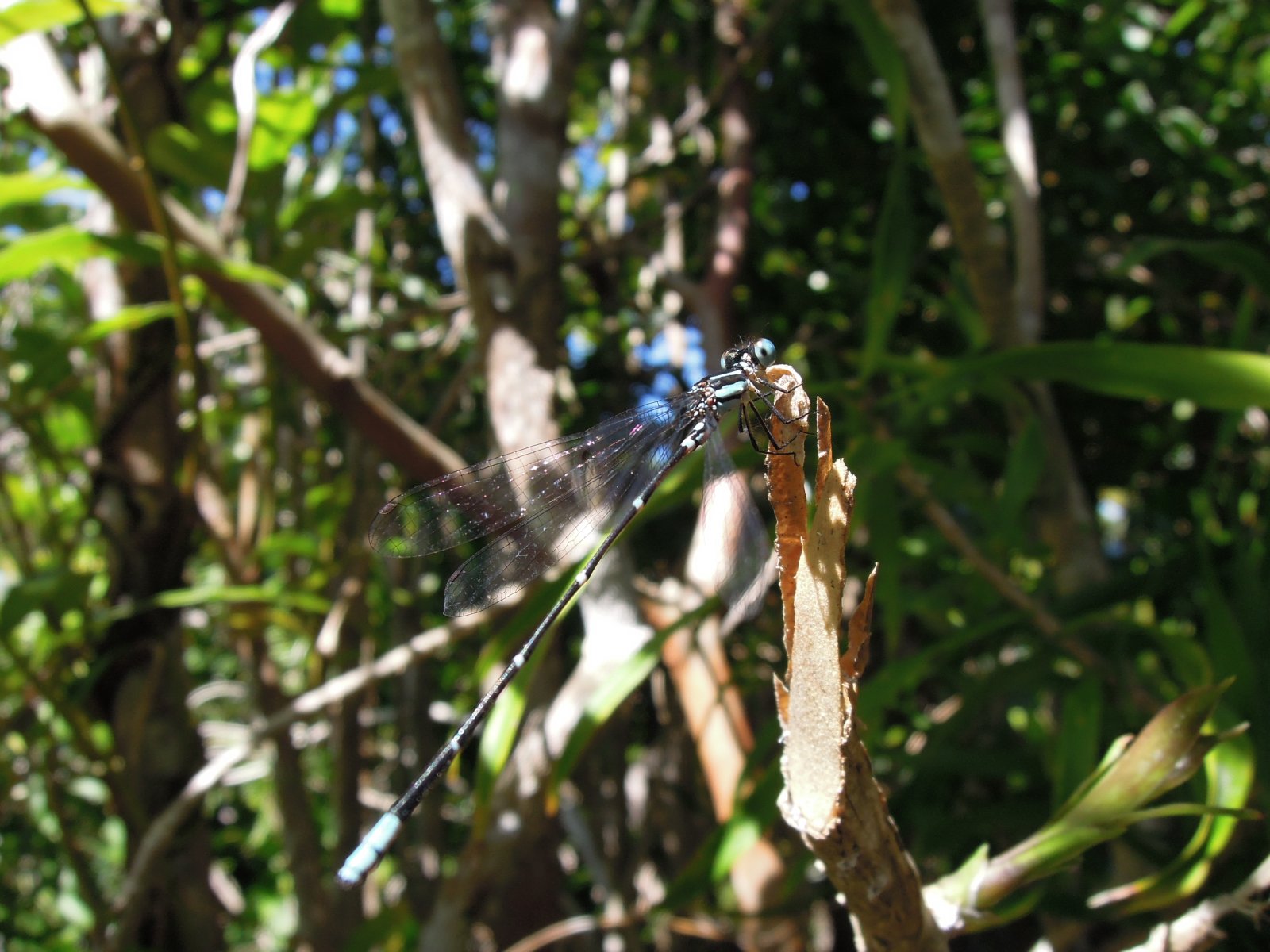 Pangalanes lakes - Dragonfly