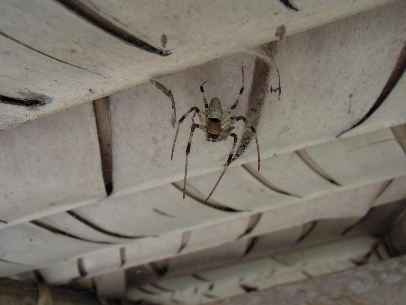 Nosy Nato - Nephila spider