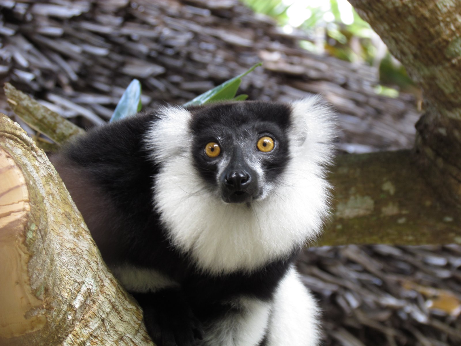 Nosy Nato - Black and white ruffed lemur