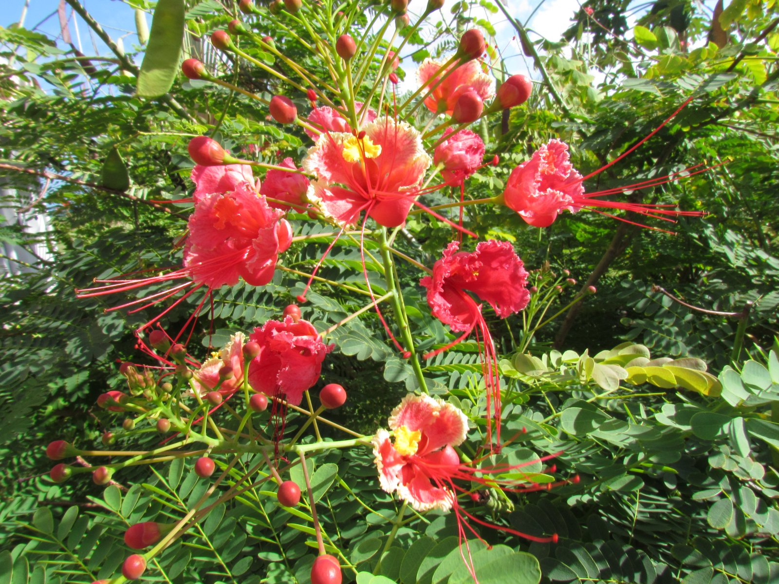Ile Sainte Marie - Hibiscus