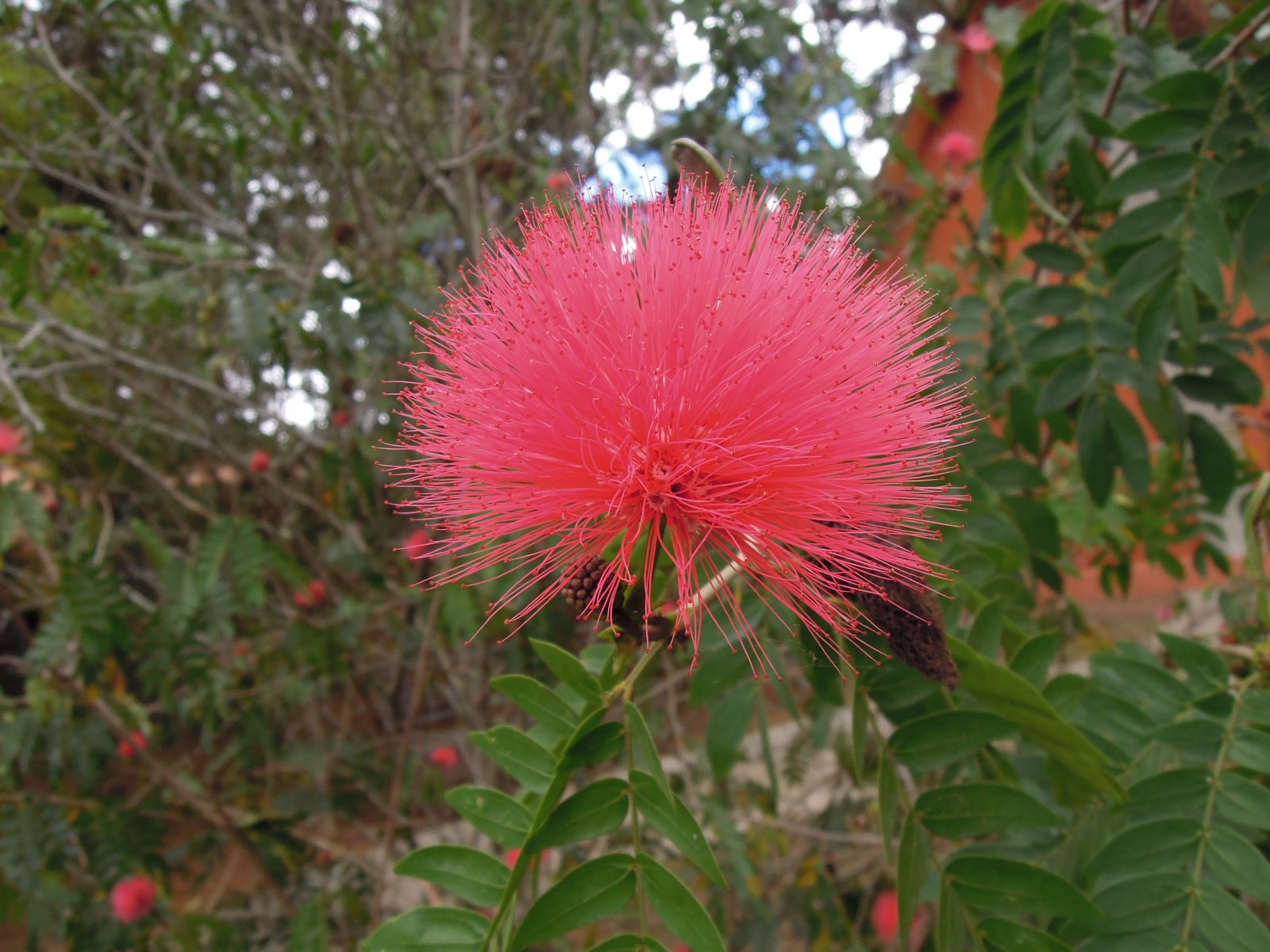 Ivato - Calliandra haematocephala