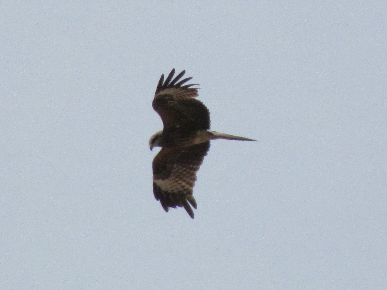 Near Erdenesant - Black Kite (Milvus migrans)