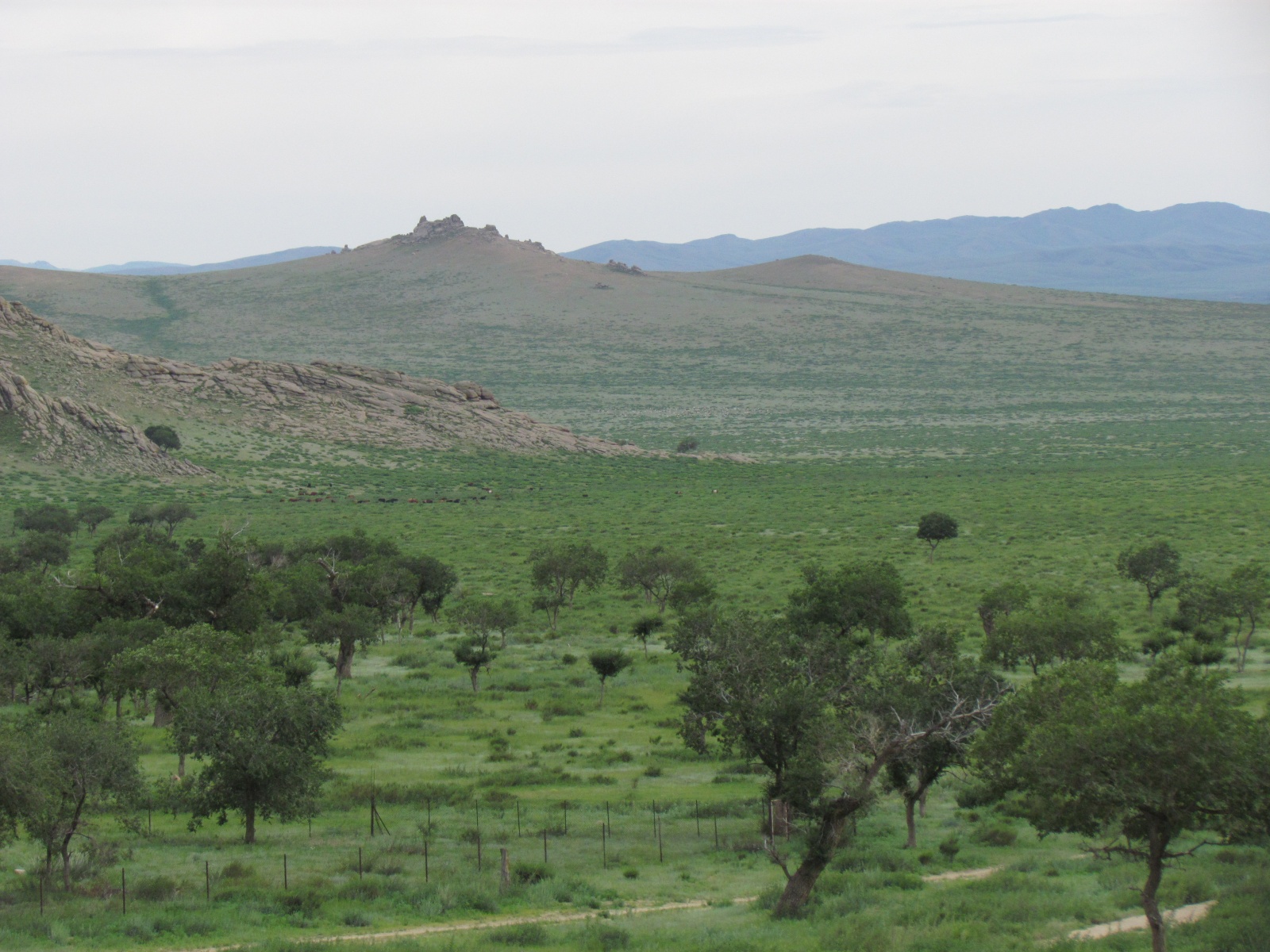 Khogno Khan national park - Near Mongol Altai ger camp