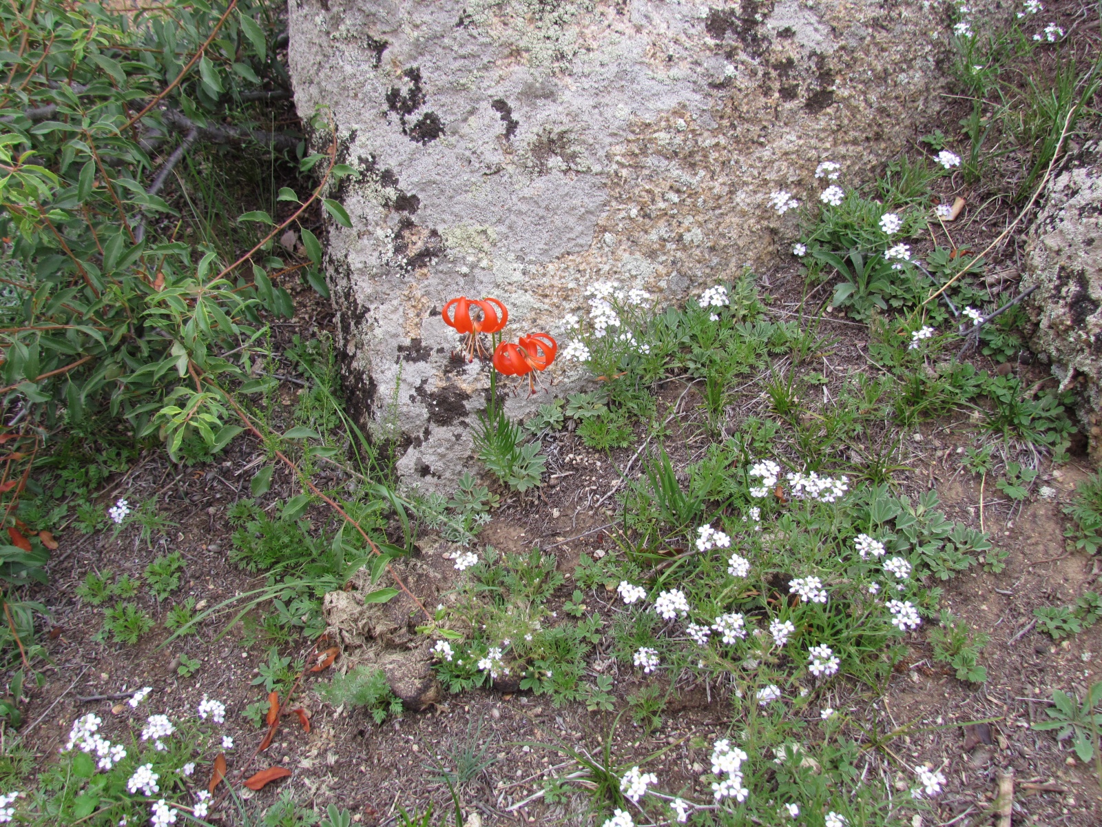 Khogno Khan national park - Lilium pumilum