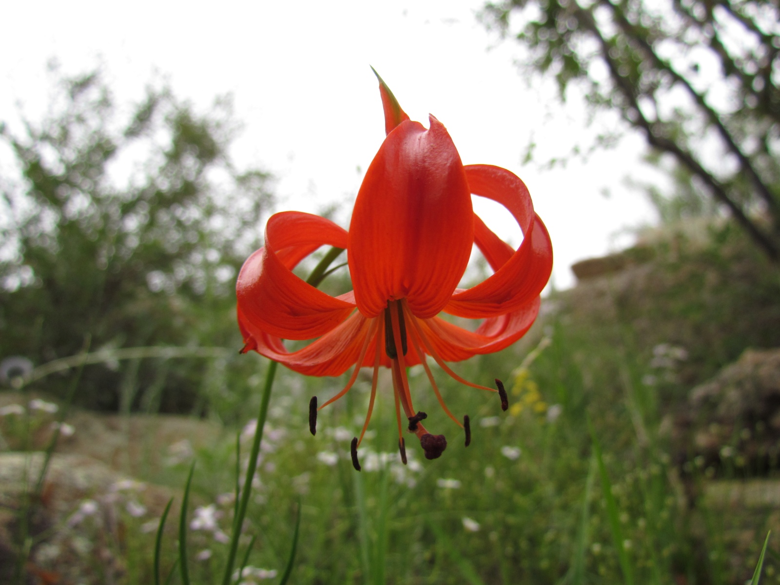 Khogno Khan national park - Lilium pumilum