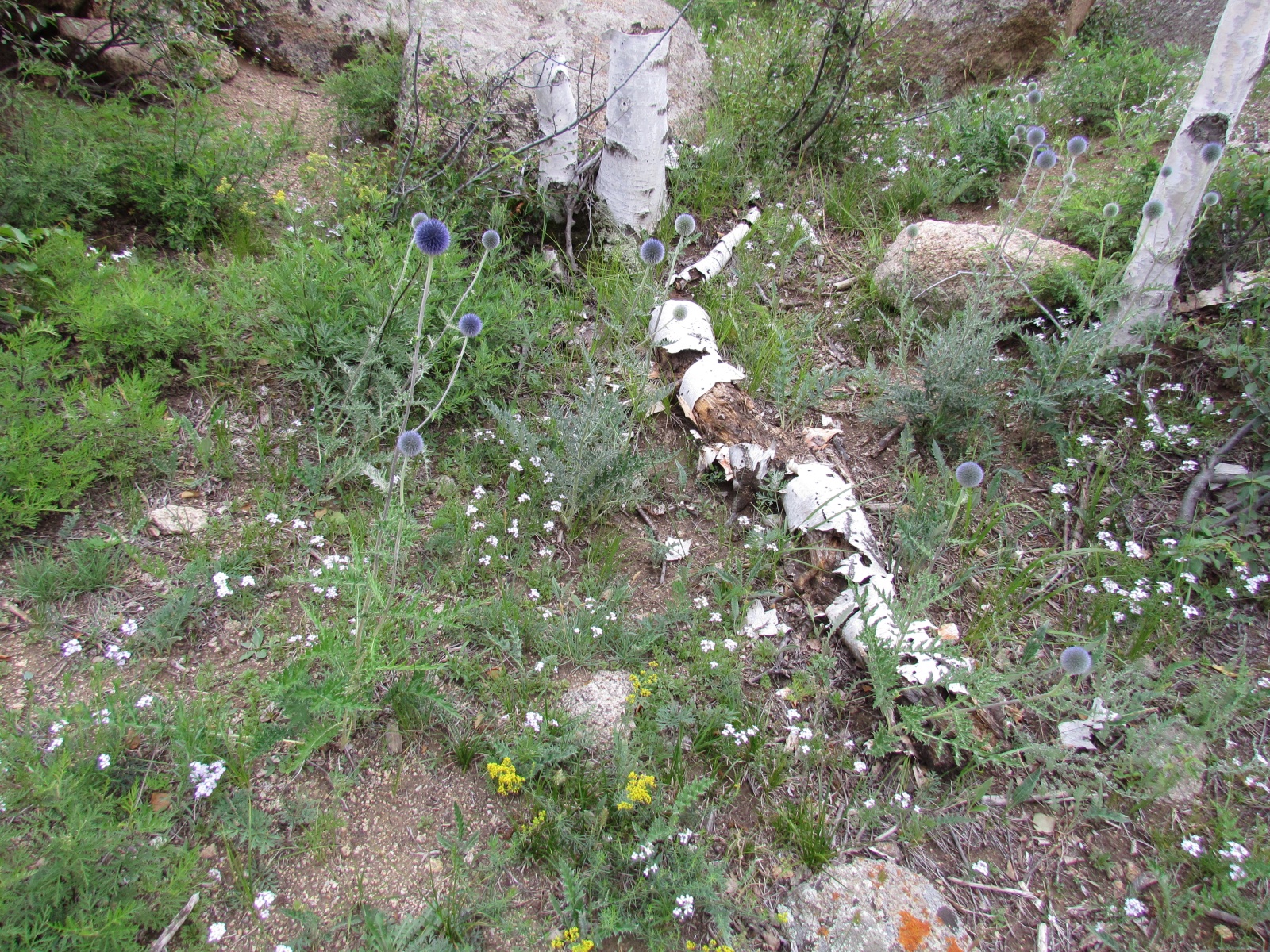 Khogno Khan national park - Globe thistle (Echinops latifolius)