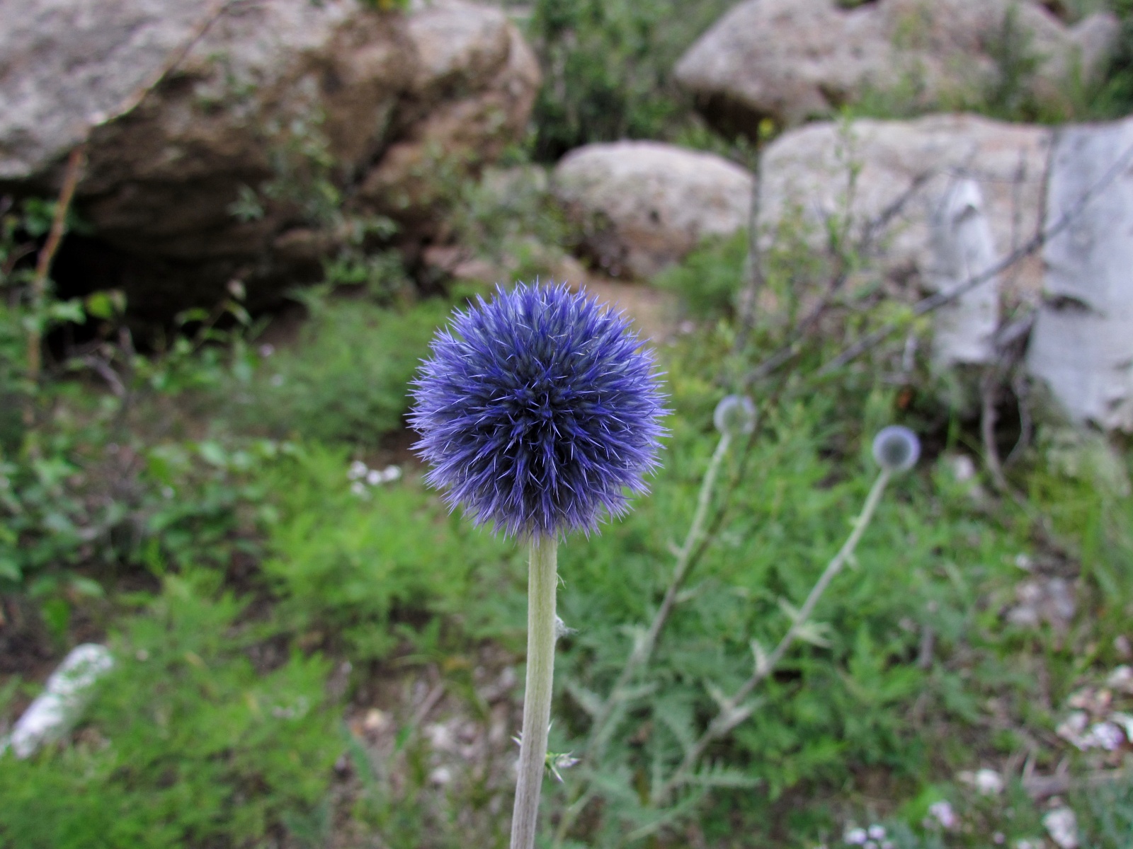 Khogno Khan national park - Globe thistle (Echinops latifolius)