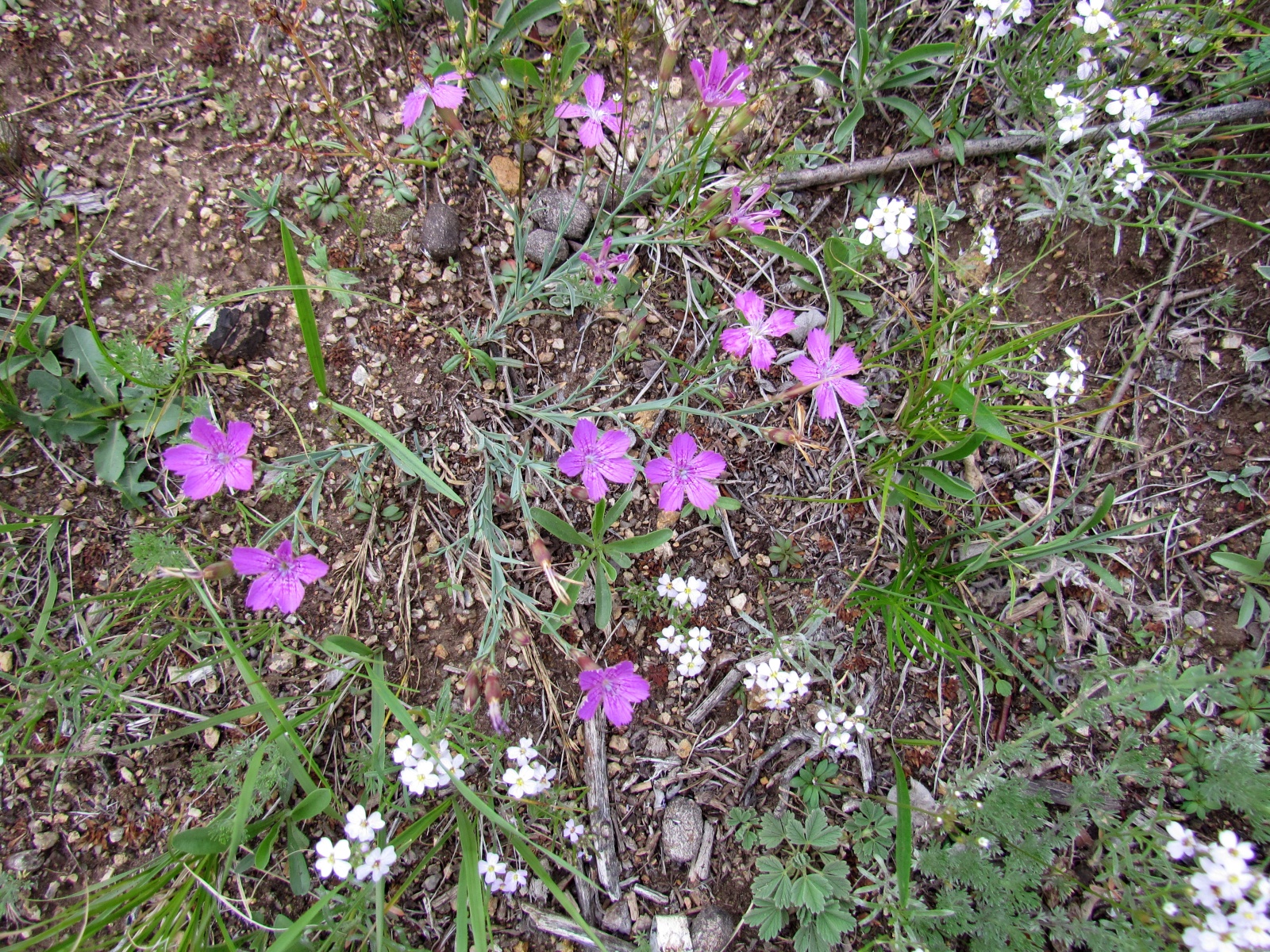 Khogno Khan national park - Dianthus