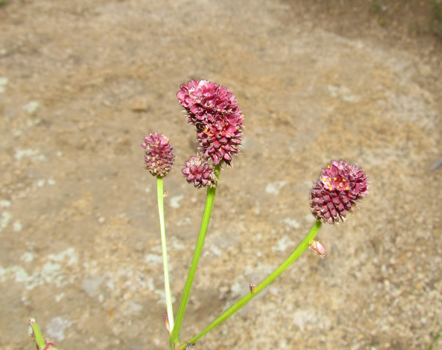 Khogno Khan national park - Great burnet (Sanguisorba officinalis)