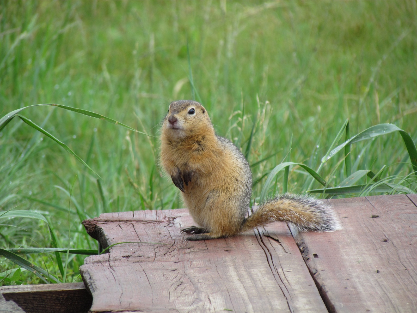 Khangai Camp - Long-tailed ground squirrel (Urocitellus undulatus)