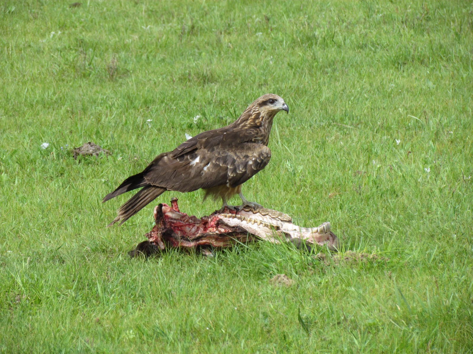 Near Khangai Camp - Black Kite (Milvus migrans) on a horse head