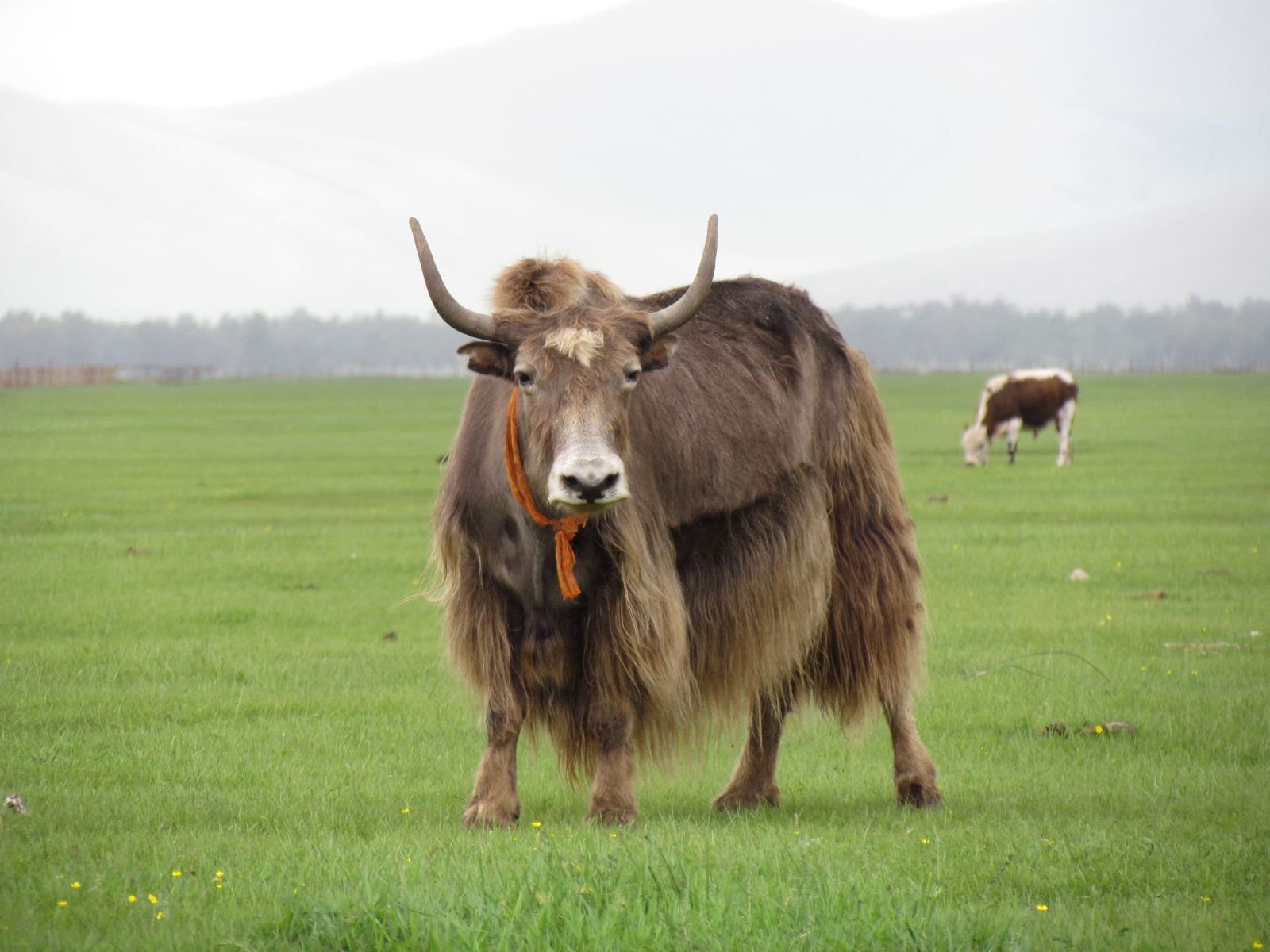 Near Tsetserleg - Yak