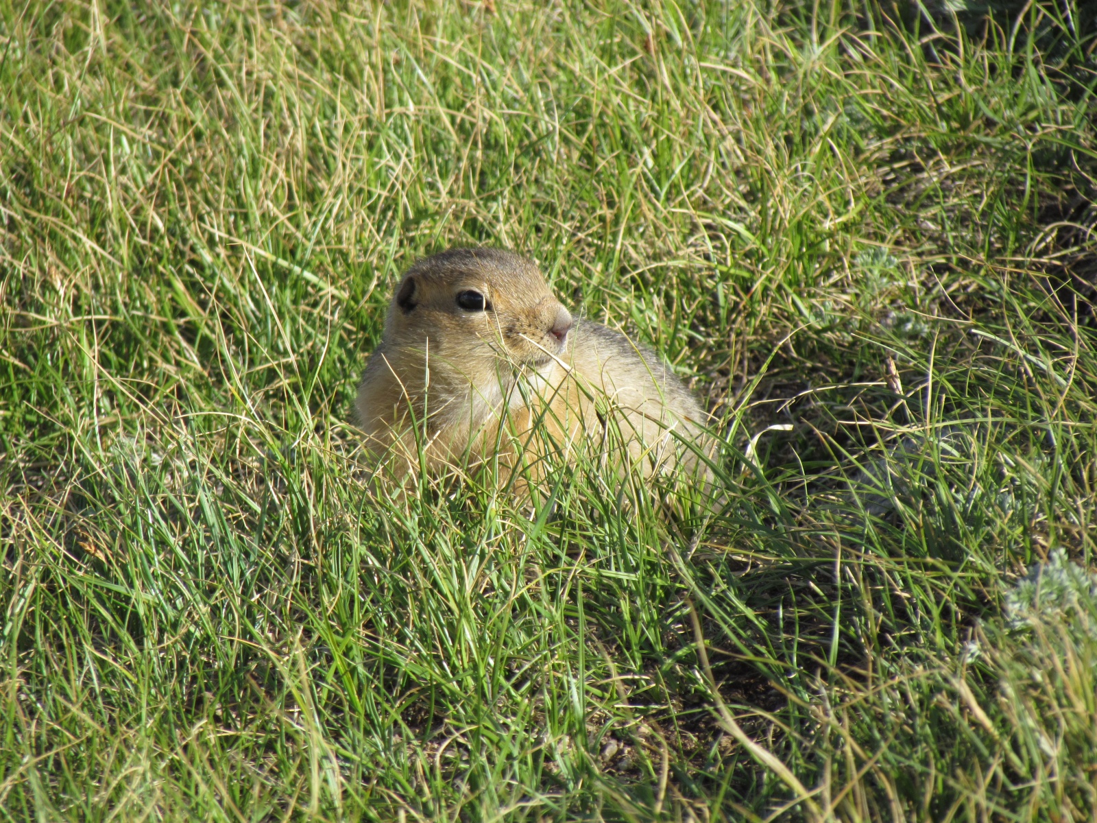 Terkhiin Tsagaan Lake - Maikhan Tolgoi ger camp - Long-tailed ground squirrel (Urocitellus undulatus)
