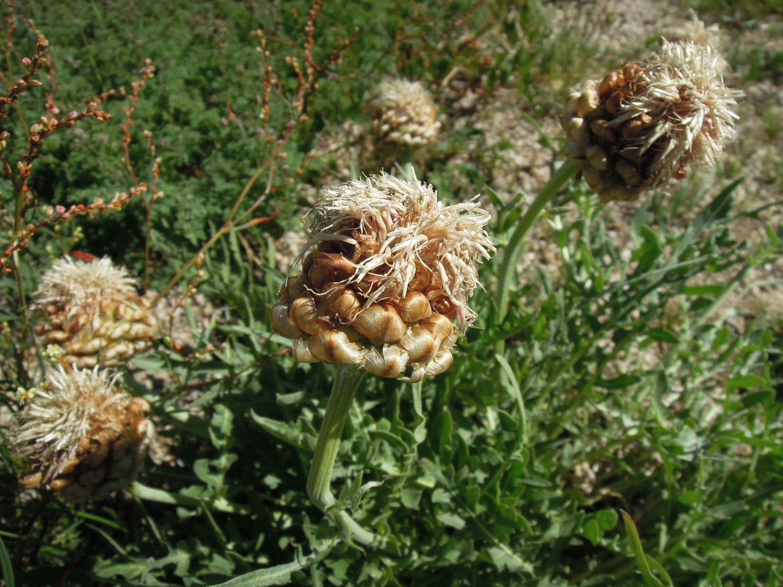 Near Terkhiin Tsagaan Lake - Maral root (Rhaponticum)