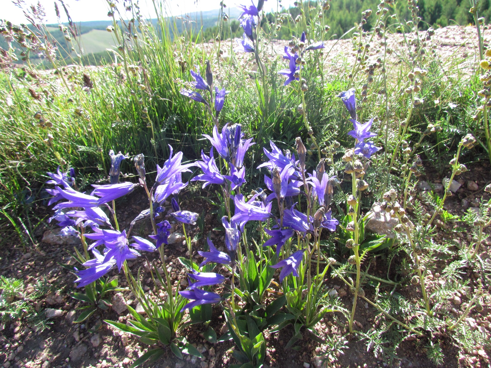 Near Terkhiin Tsagaan Lake - Bellflower (Campanula)