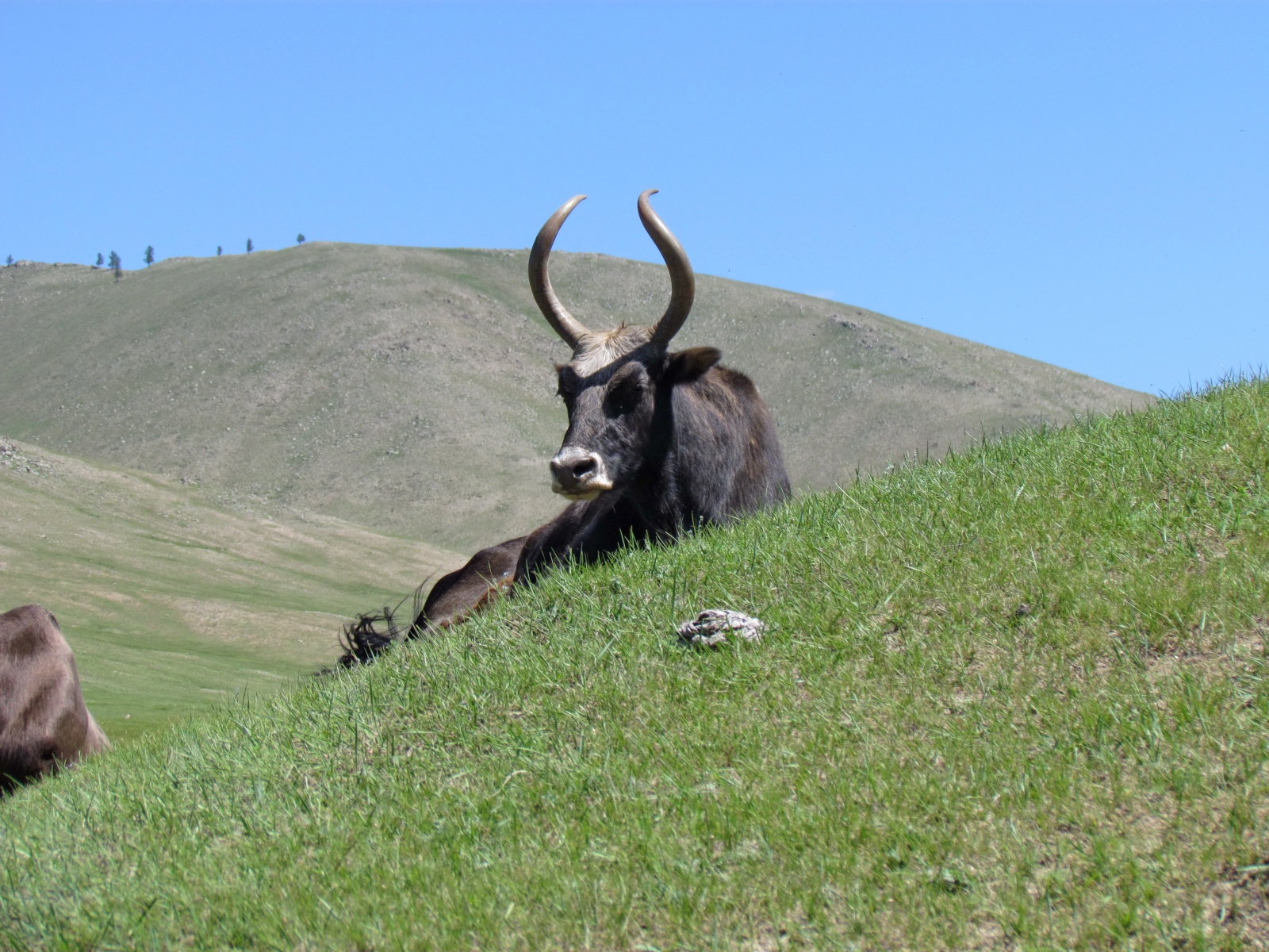 Near Jargalant - Bull