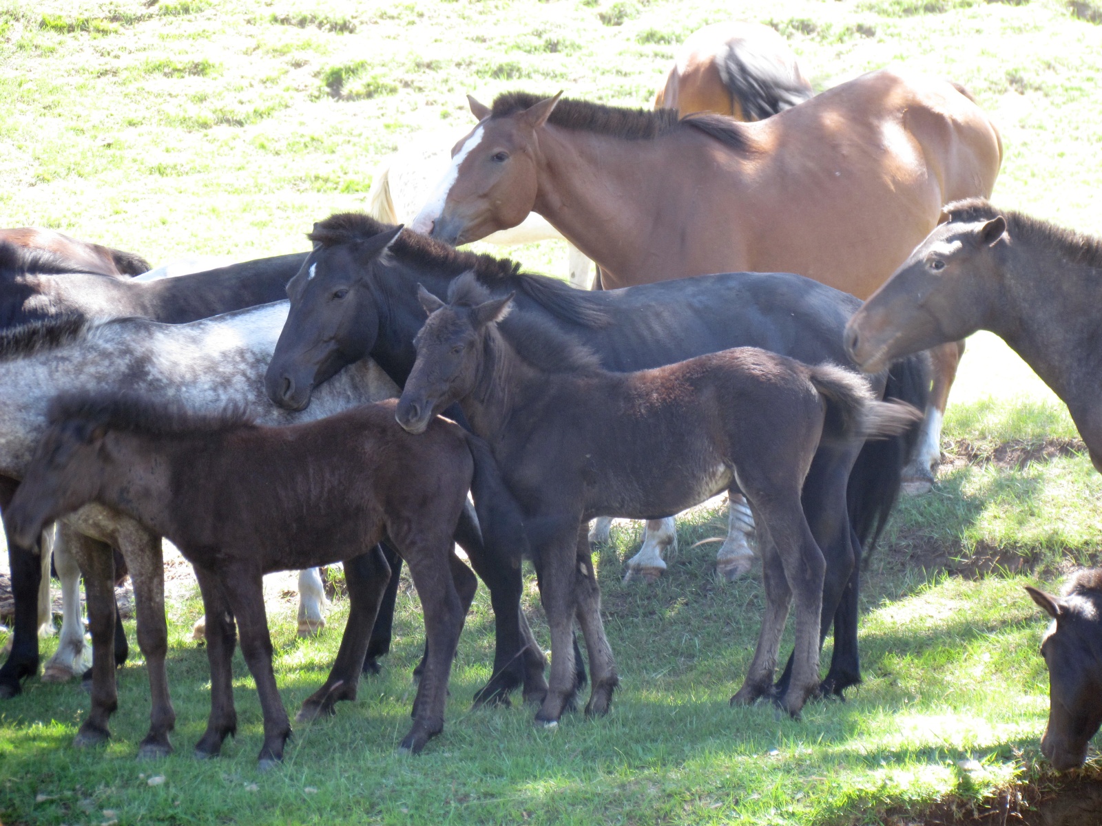 Near Jargalant - Horses