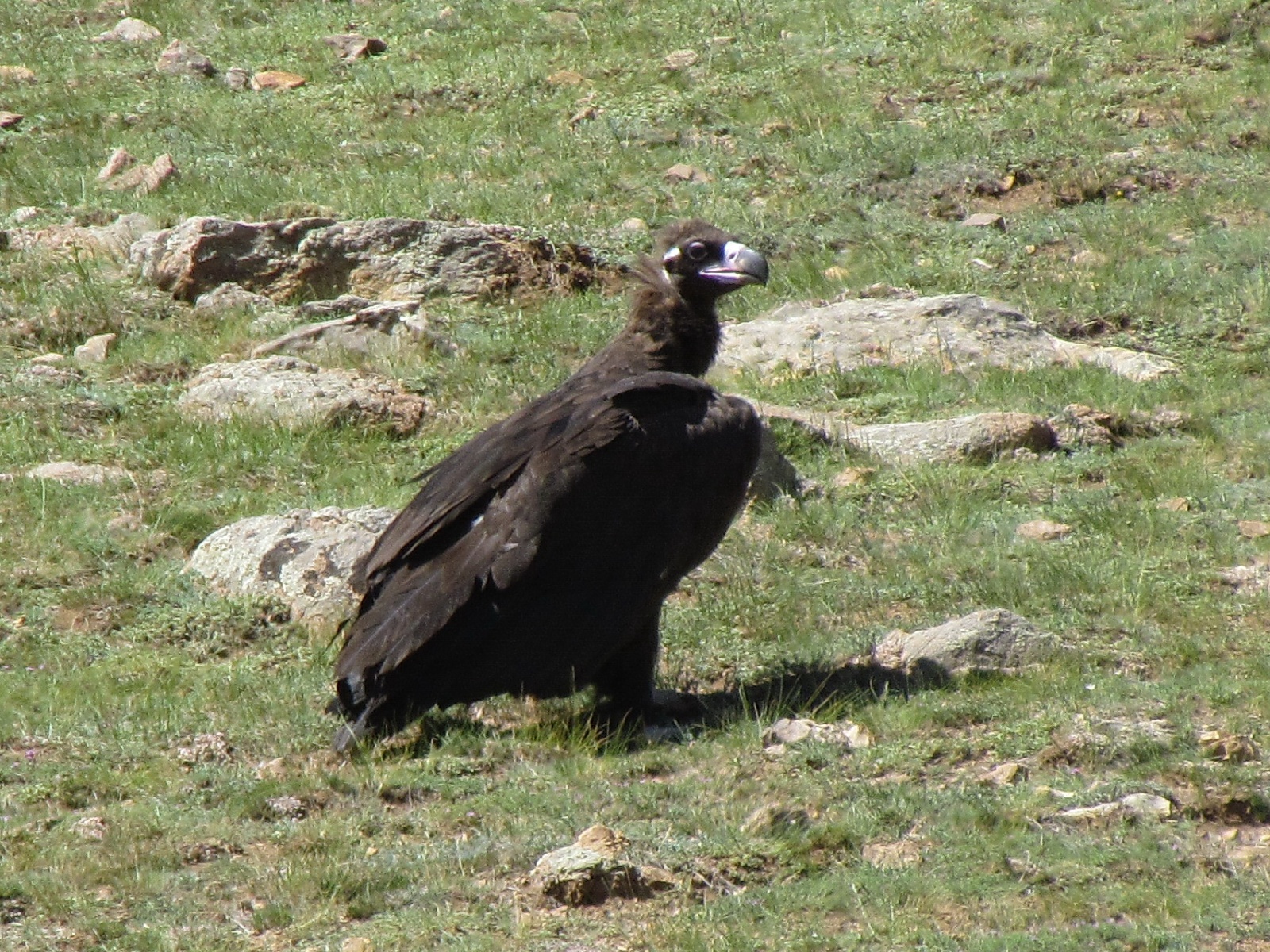 Near Jargalant - Cinereous vulture (Aegypius monachus)