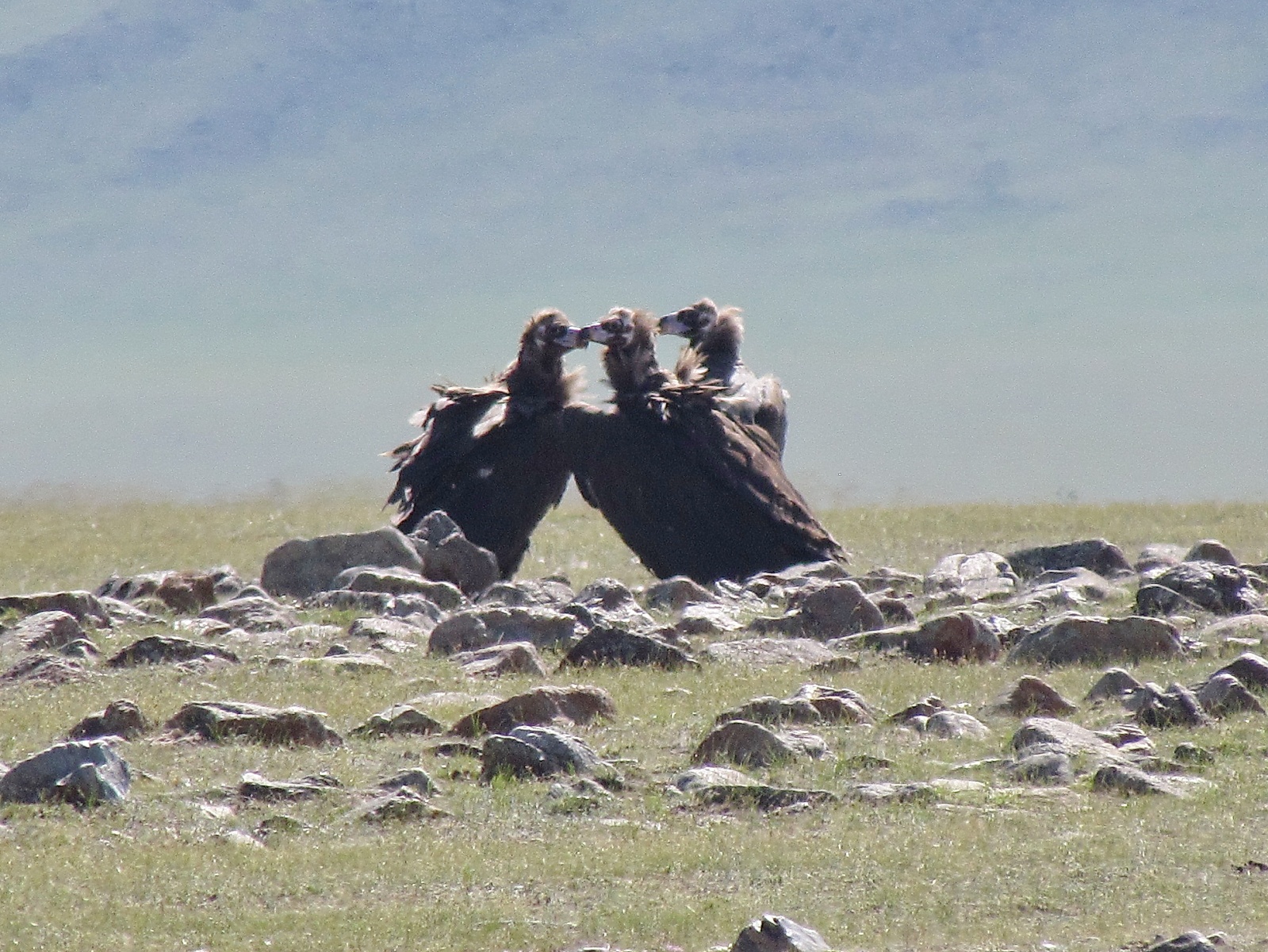 Near Erdenet - Cinereous vultures (Aegypius monachus)