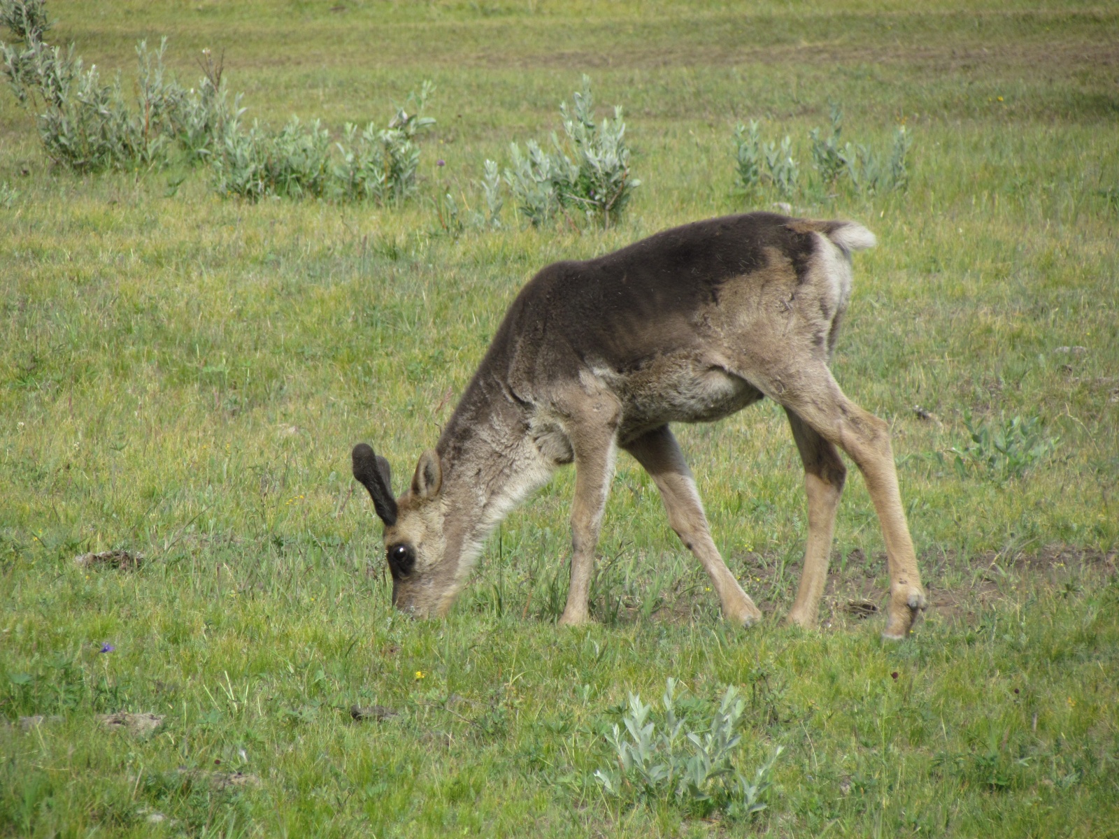 Near Khuvsgul lake - Tsaatan reindeer herders - Young reindeer
