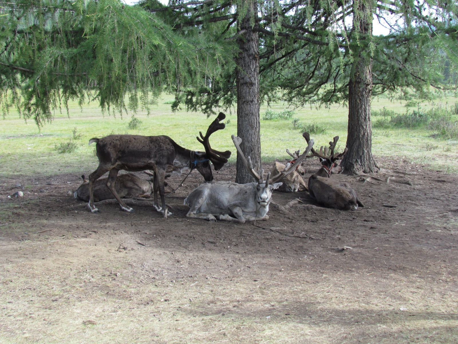 Near Khuvsgul lake - Tsaatan reindeer herders - Reindeers