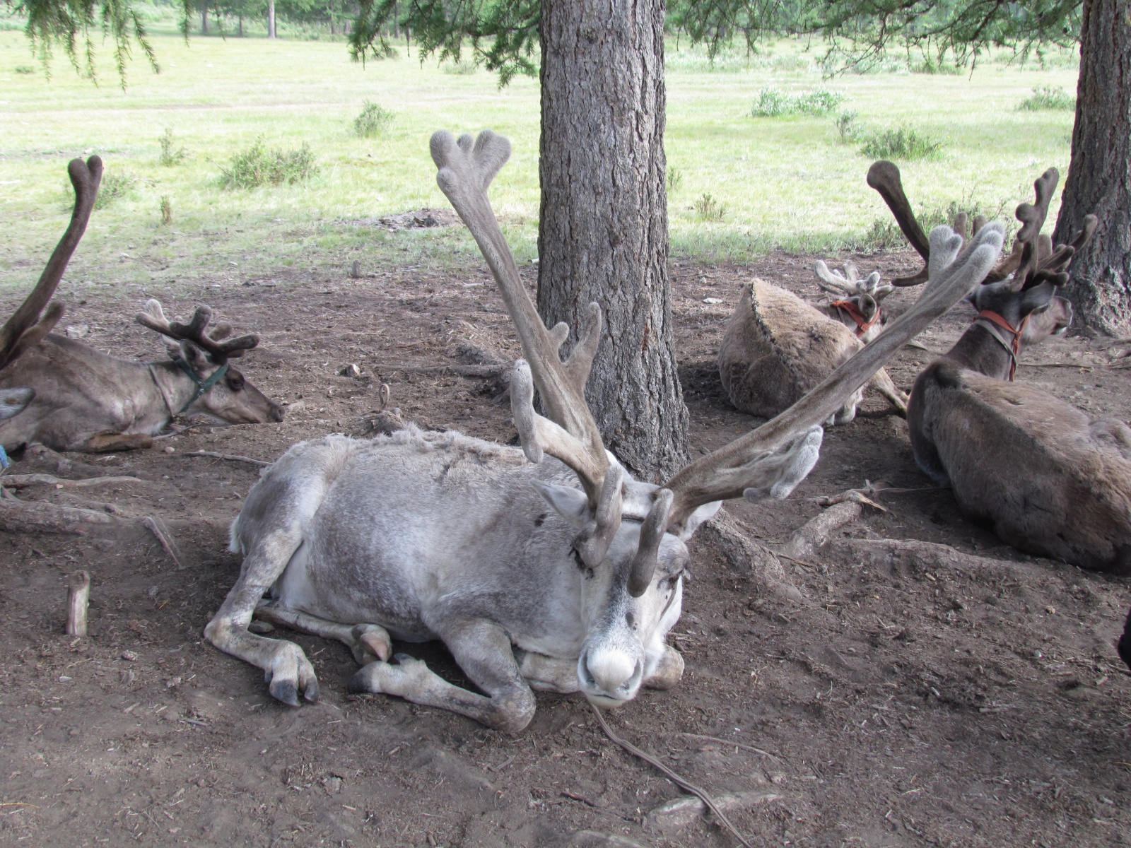 Near Khuvsgul lake - Tsaatan reindeer herders - Reindeers